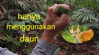 cara memanggil kijang menggunakan daun