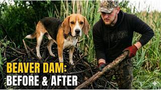 Mountains of Branches Hard Work Clearing a Beaver Dam