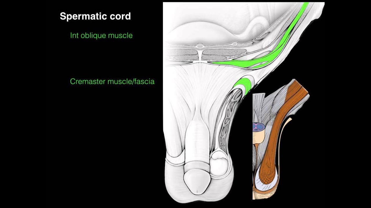 Inguinal Canal – Anatomy QA