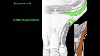 Inguinal canal & Spermatic cord