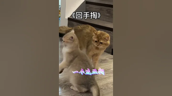 【PuPu噗噗】虐貓！純純的虐貓！ - 天天要聞