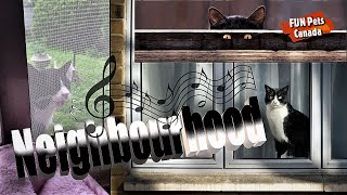 Neighbour's CATNO kiffnessSINGING, VIBING Cats X Anno Domini remixBILAL Göregen?FUN Pets CANADA??