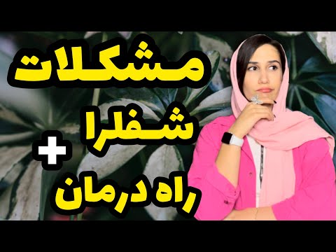 مشکلات گیاه شفلرا و راه درمان چرا برگاش شفلرا قهوه ای میشه چرا شفلرا رشد نمیکنه گیاه آپارتمانی