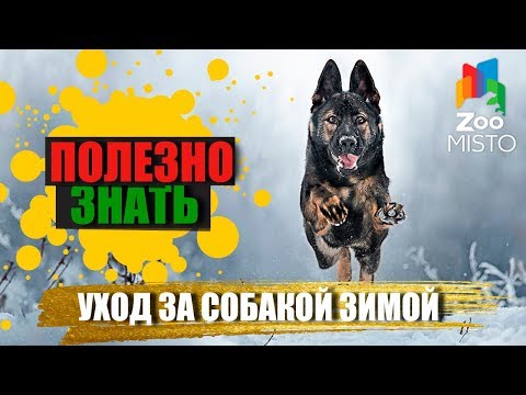 Полезно знать с ZooMISTO | Уход за собакой зимой