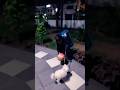 तेरे जैसे यार कहा 👍🐕explorepage #reels #bollywood #oldisgold #viralvideo #reels my Jerry..