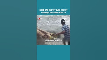 HD Review Người Đàn Ông Tốt Bụng Cứu Vớt Con Ngựa Giữa Dòng Nước Lũ #shorts