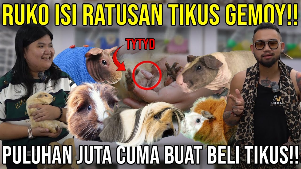 RUKO ISI RATUSAN TIKUS GEMOY! PULUHAN JUTA CUMA BUAT BELI TIKUS!! #Audreykingofthejungle #indoexotic