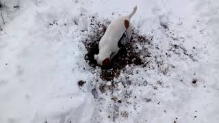 Why do Jack Russells dig holes? by Jack Russell Terrier 447 views 3 years ago 56 seconds