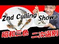 Nishikigoi 2nd culling Showa sanshoku 錦鯉　昭和三色の二次選別 (No subtitles)