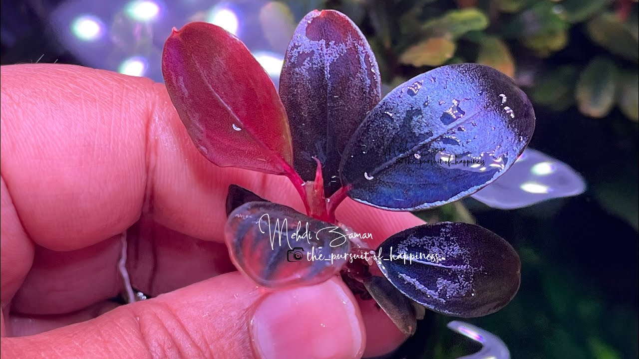 Bucephalandra Black Rock Helena: A Dark Beauty for Your Aquarium
