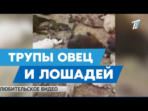 Таинственные хищники нападают на скот в Жамбылской области