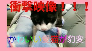 愛猫のシゲ、、、まさかの衝撃映像(*_*)⚡