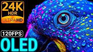 Breathtaking Wild Nature 24K HDR 120FPS Dolby Vision OLED Test 8K/4K