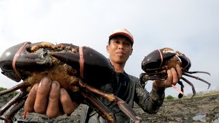 Unexpected sustenance, found a lot of big crabs on this island