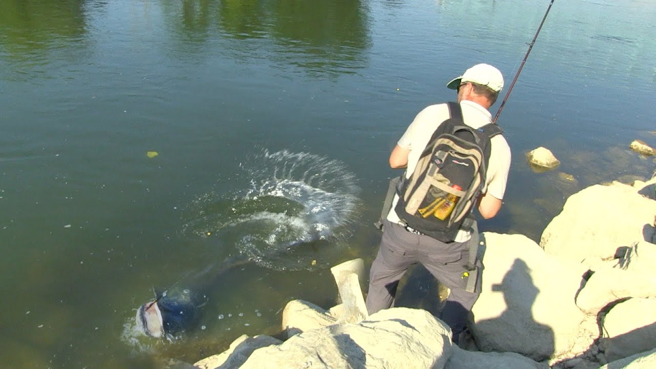 Pecanje soma na Savi - Slovenija kod Brežica | Fishing catfish in Slovenia