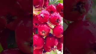 Crabapples 🍒 #apple #crabapple #shorts #shortvideo #shortsfeed #trending #usa Crabapples 🍒 #apple #crabapple #shorts #shortvideo #shortsfeed #trending #usa
