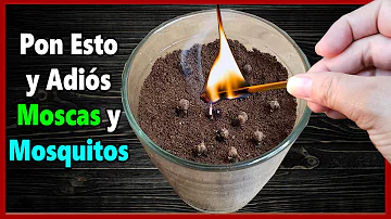 ¿Los posos del café atraen a los insectos?