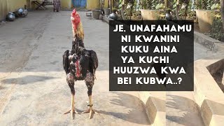 JE, UNAFAHAMU NI KWANINI KUKU AINA YA KUCHI HUUZWA KWA  BEI KUBWA..?