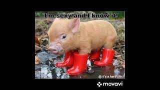 grappige leuke dieren foto's 02