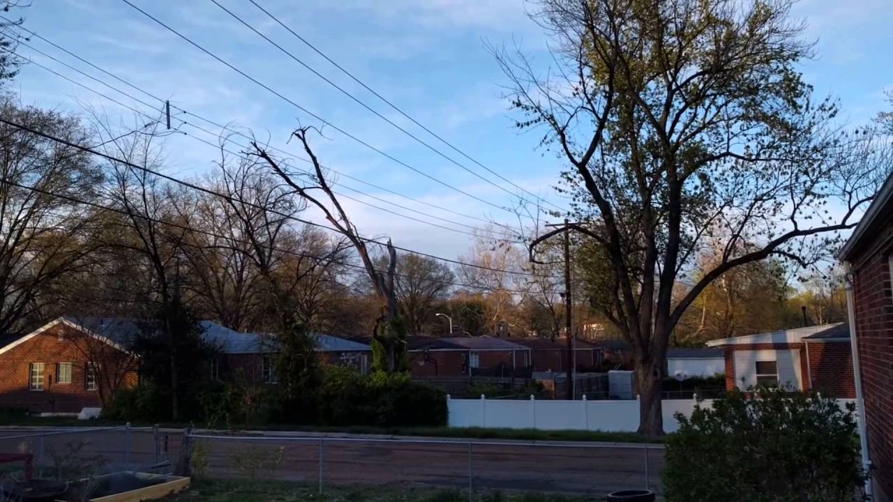 White-Throated Sparrow Singing