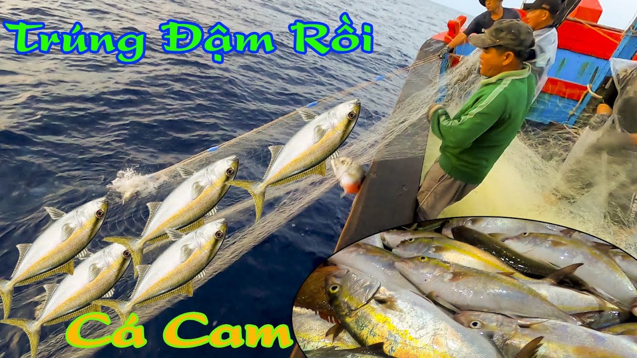 LƯỚI RẠN 3║Dò Trúng Điểm Cá Cam Đắt Tiền,Vừa Kéo Vừa La Làng.