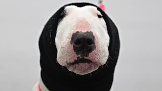 A protective POTATO | Bull Terrier