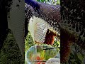 Harvesting Pure Forest Honey Directly from the Nest