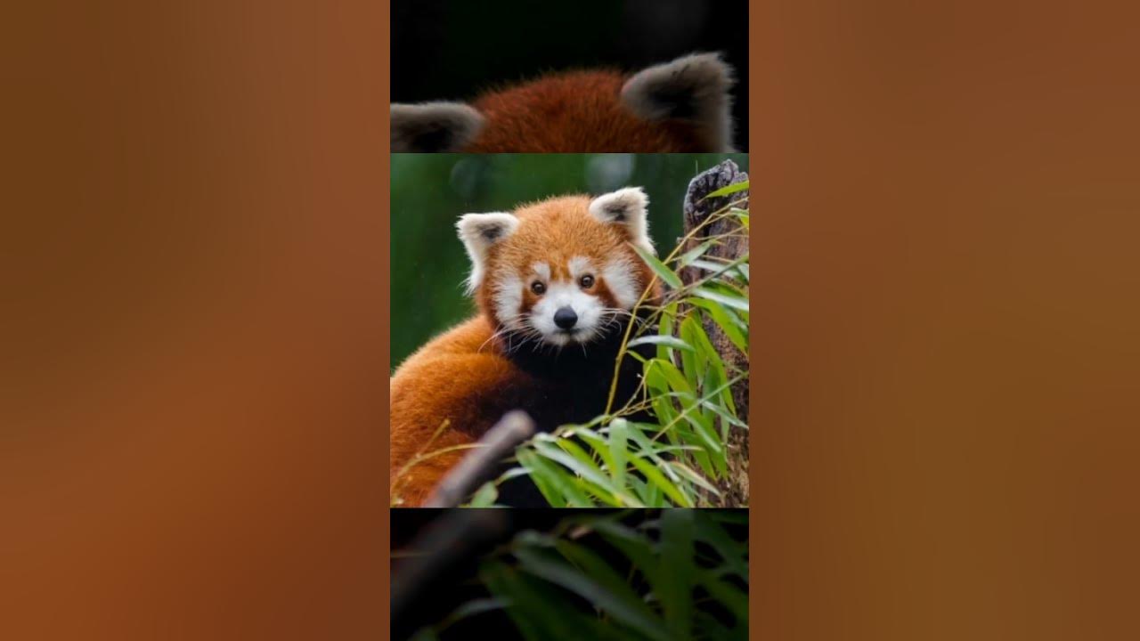 Spesies panda yang jarang dikenal #shorts - YouTube