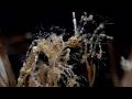 Skeleton Shrimp Carrying Juveniles | #Underwater #Macro