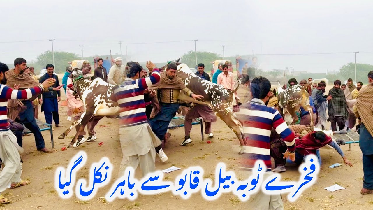 21/12/2025 New Bull Race Punjab Pakistan￼ bil Fakhar Toba ￼بیل قابو سے باہر نکل گیا 