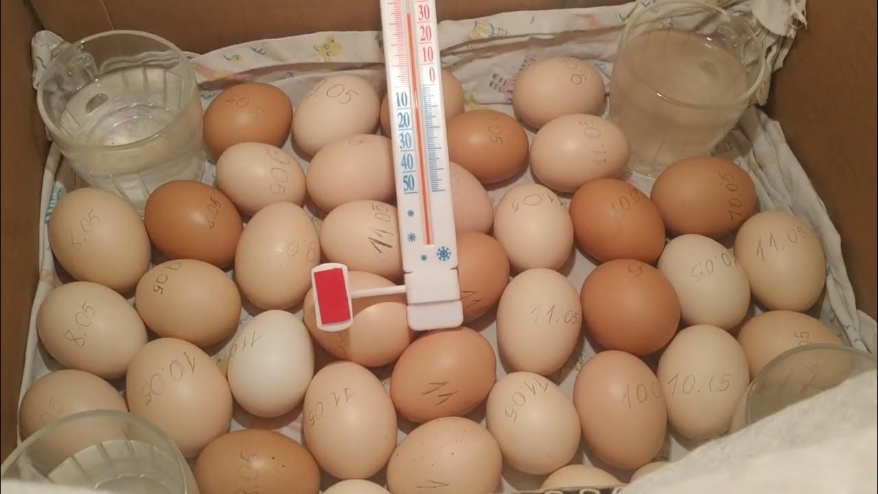 Инкубируем яйца в картонной коробке Семья Балабан - YouTube