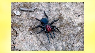 Top 10 Most Dangerous Spiders In The World