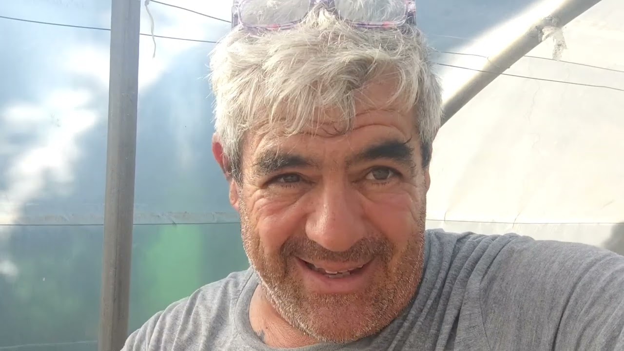 Abonado de fondo para verduras. Plantación de ajos y tomateras en invernadero