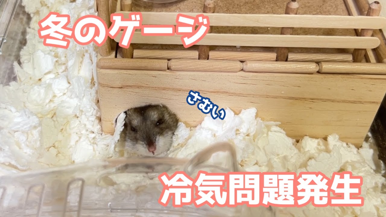 ハムスター】パネルヒーターだけじゃダメ！冬のゲージ内、温度が低い
