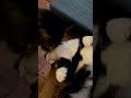 So Cute! Boy Cats Licking and Grooming Each Other #cat #cats #love #cute
