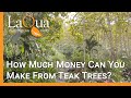 How Much Money Can You Make From Teak Trees? - LaQua Plantations