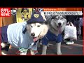 【犬のおまわりさん】新1年生らと横断訓練 登下校を安全に