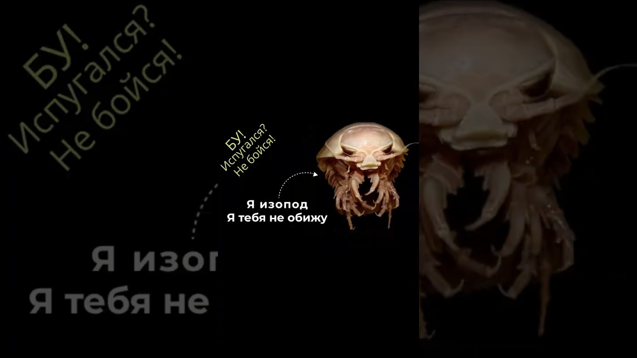 Изопод/Bathynomus giganteus