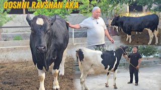 🌧 Sut Yo'nalishida Golishteyn Firiz Va Zotga Buqa Ravshan Aka Chorvasi 