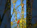 Beautiful Birds Chirping in the Morning/#BirdSounds#NatureSounds #RelaxingSounds #stressrelief