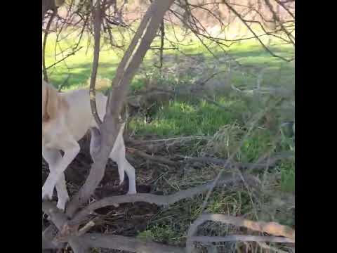 Έδεσαν σκυλίτσα στην ερημιά για να πεθάνει. Νομός Ηλείας - Φιλοζωικός Σύλλογος Κρεστένων Νοιάζομαι