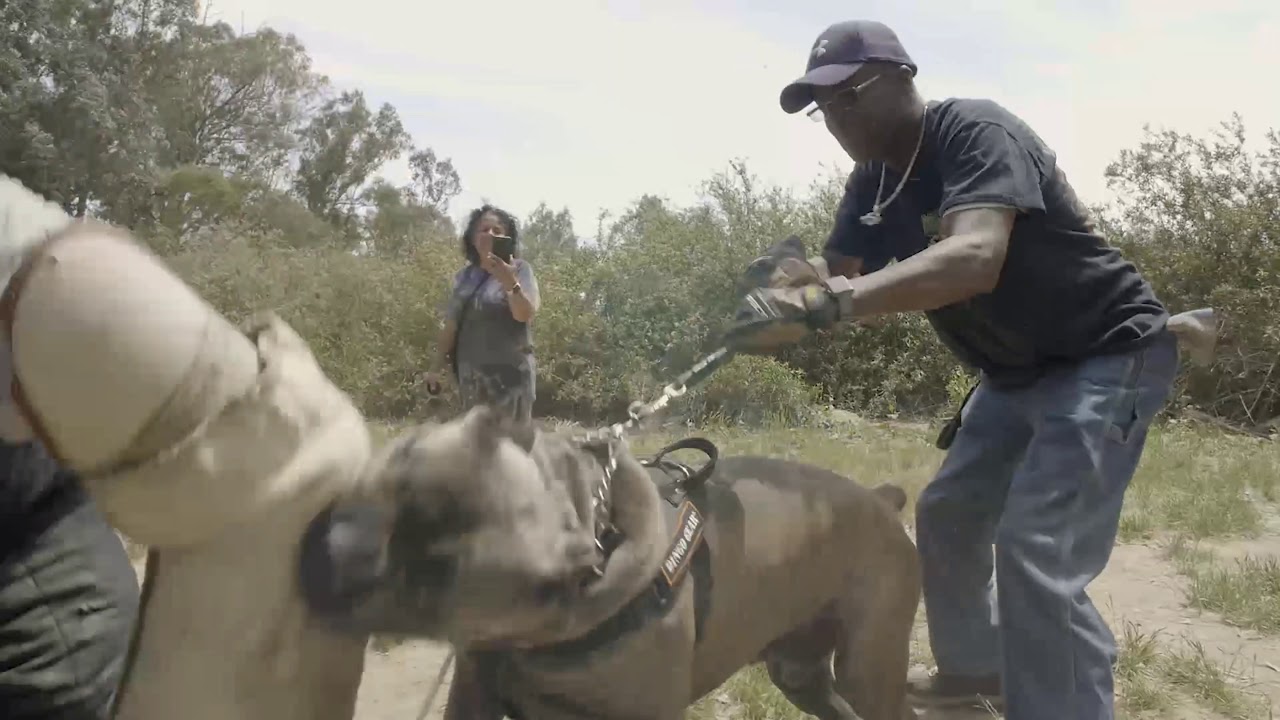 150 lbs Cane Corso saves Owners 5 Star 🌟 vlog YouTube