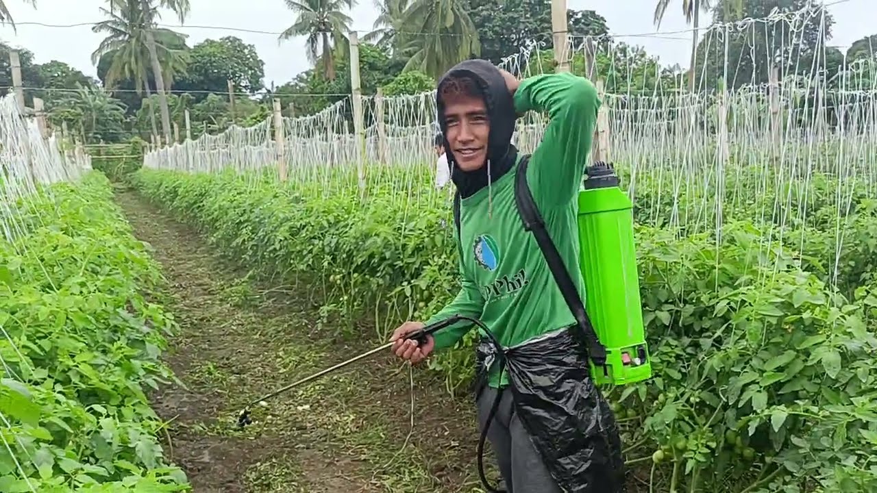 Alamin natin ang Pag spray ng mga organic fertilizer sa kamates, talong at ampalaya 🥰