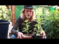 Grow Cannabis – What a difference a pot makes... – by Jorge Cervantes