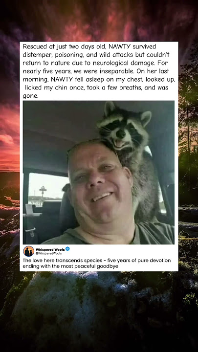 Man Rescues Baby Raccoon Their 5 Year Journey Will Break Your Heart" - YouTube