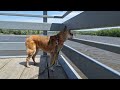 Meet Nanna, the 18-year-old blind and deaf dog on a mission to walk every bridge in the Twin Cities