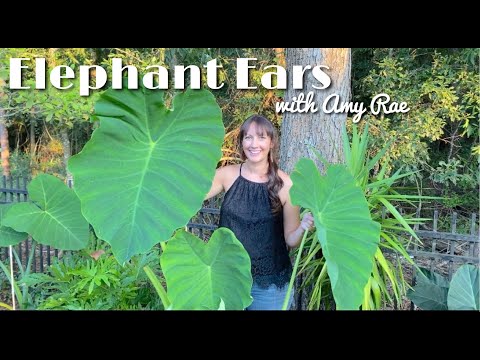 Video: Vrste lukovica slonovskih ušiju - koje su različite biljke slonovskih ušiju