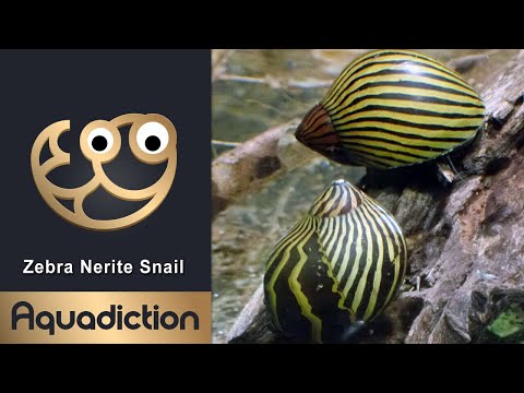 Zebra Nerite Snail - Best Algae Eating Snail Thumbnail