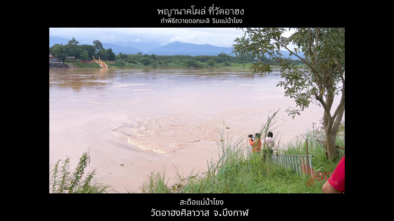 พญานาคโผล่ที่วัดอาฮง กลางแม่น้ำโขง