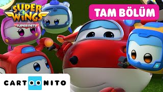 Hari̇ka Kanatlar Mantar Arayışı Cartoonito Tam Bölüm